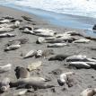 Vista Point elephant seals