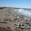 Vista Point elephant seals looking South